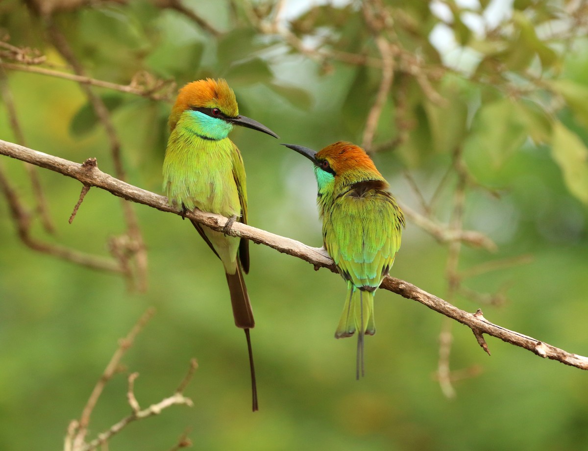 Asian Green Bee-eater - ML615211660