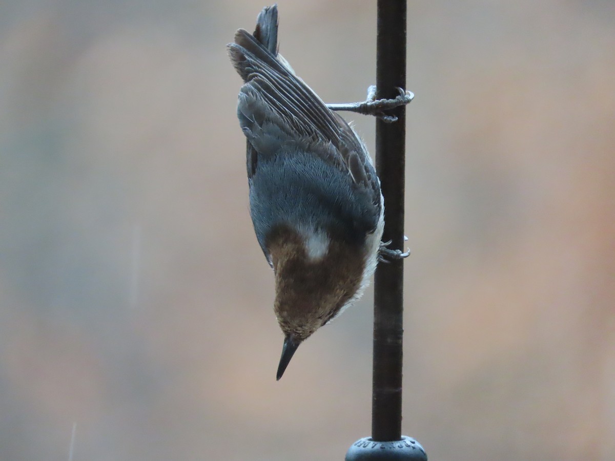 Brown-headed Nuthatch - ML615211856