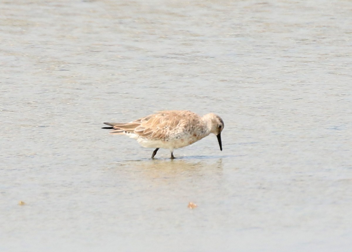 Red Knot - ML615212000