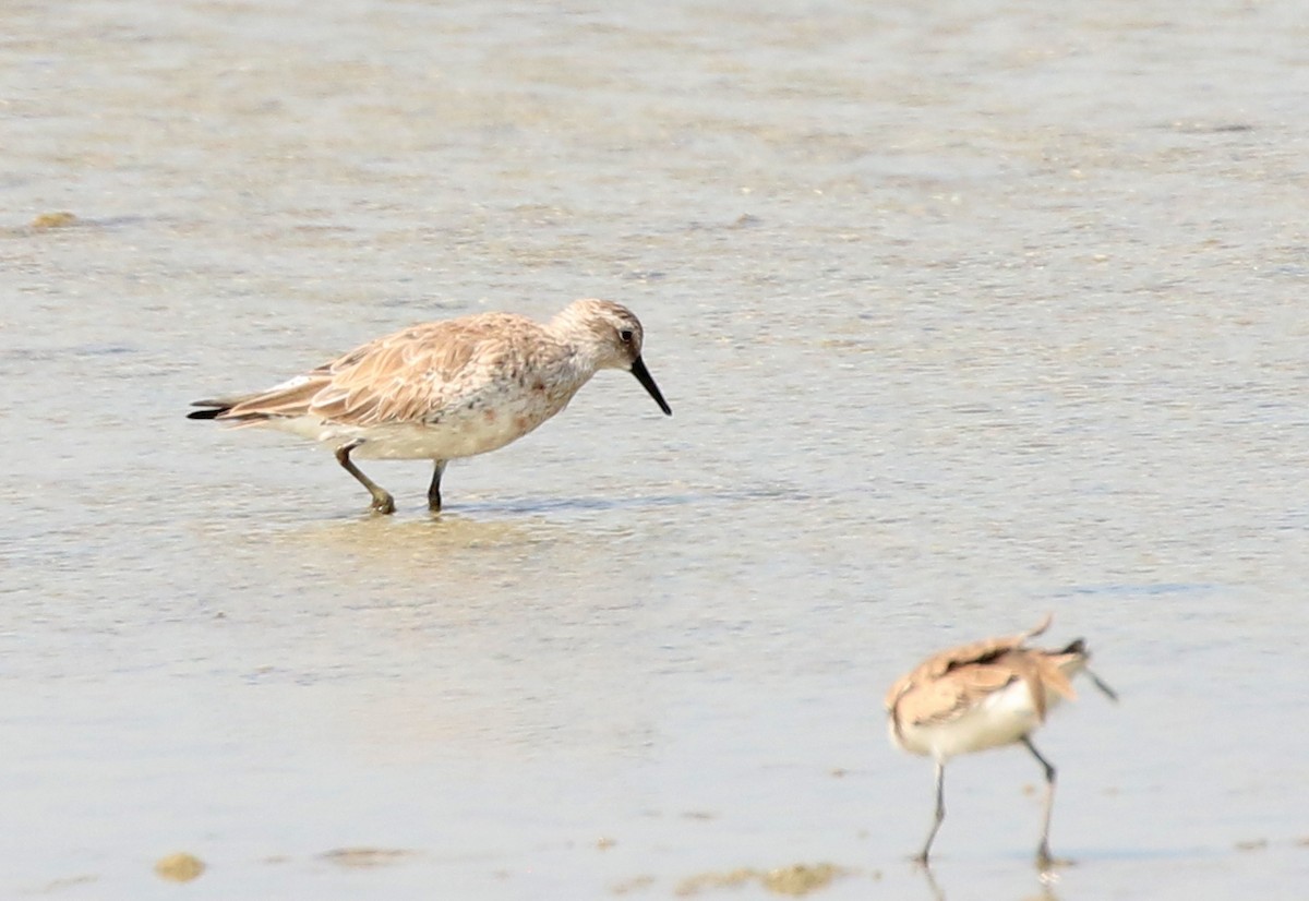 Red Knot - ML615212001