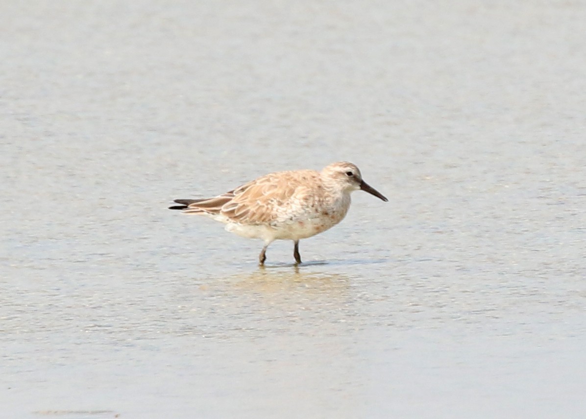 Red Knot - ML615212002