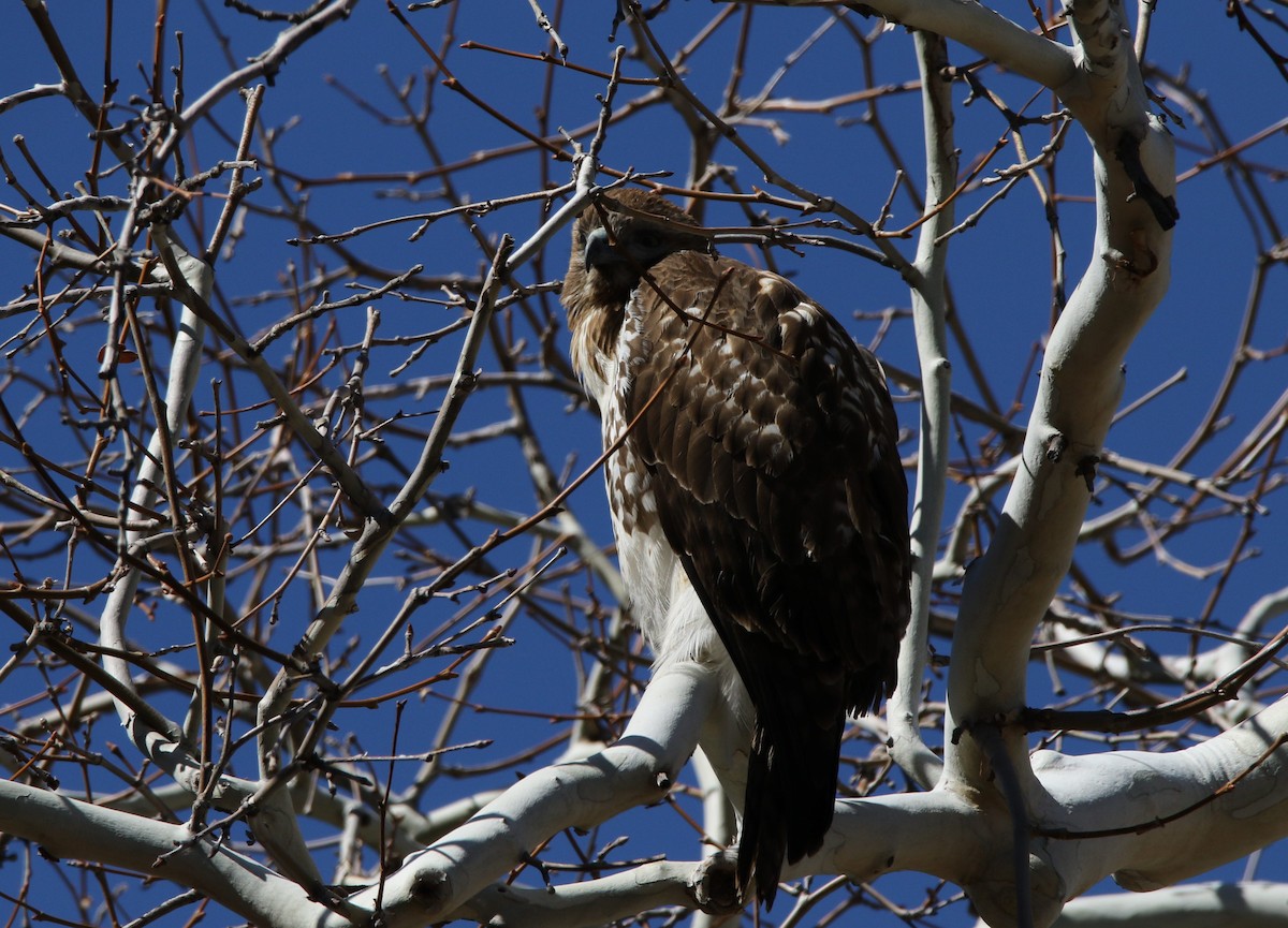 Red-tailed Hawk - ML615212086