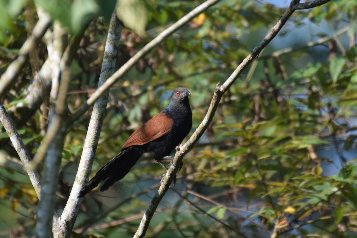 Greater Coucal - ML615212358
