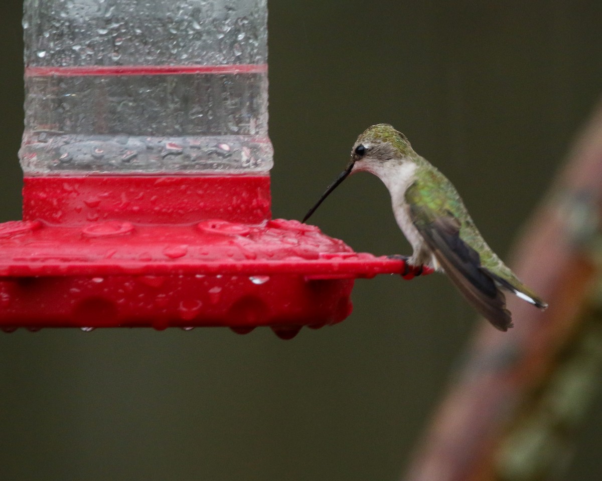 Black-chinned Hummingbird - ML615212769