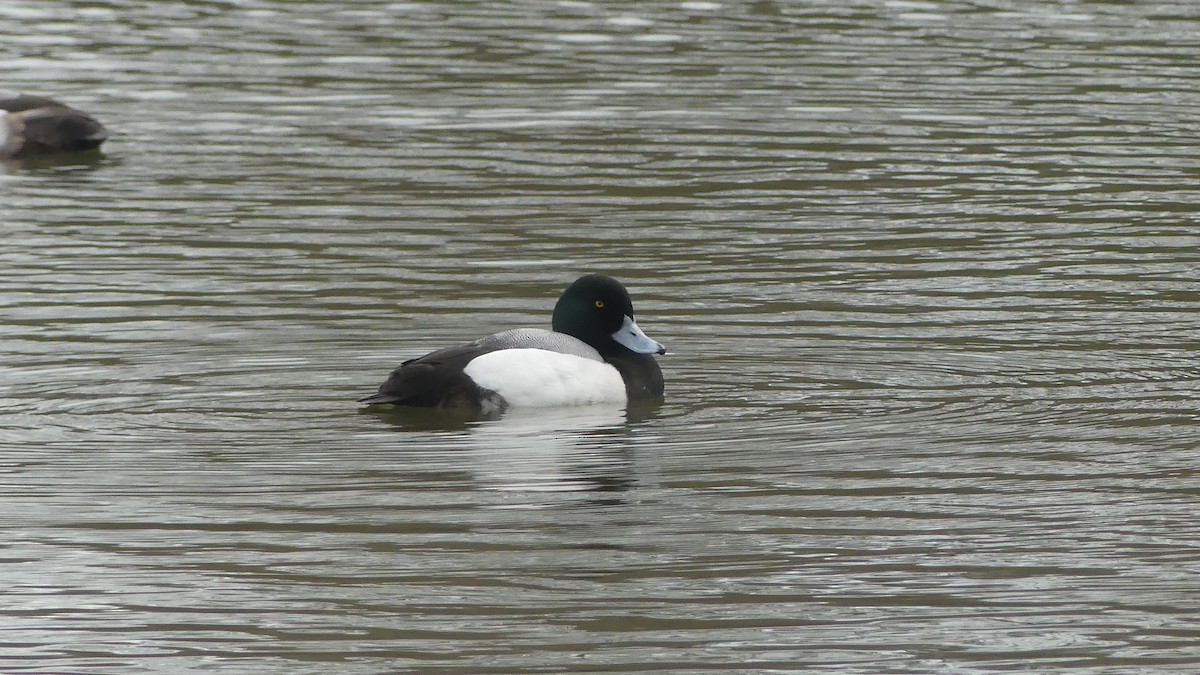Greater Scaup - ML615213214