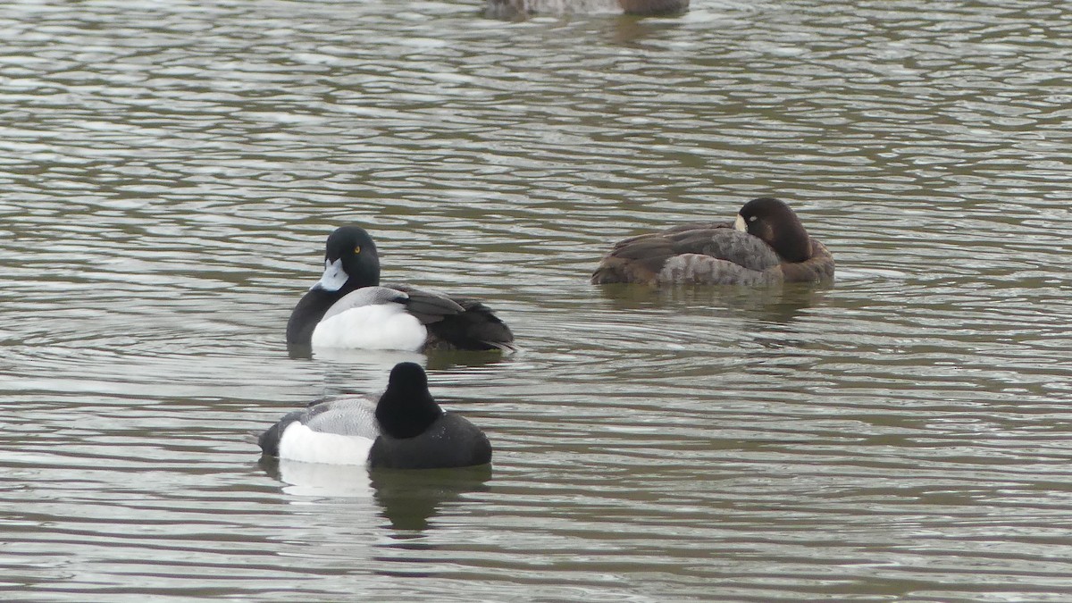 Greater Scaup - ML615213230