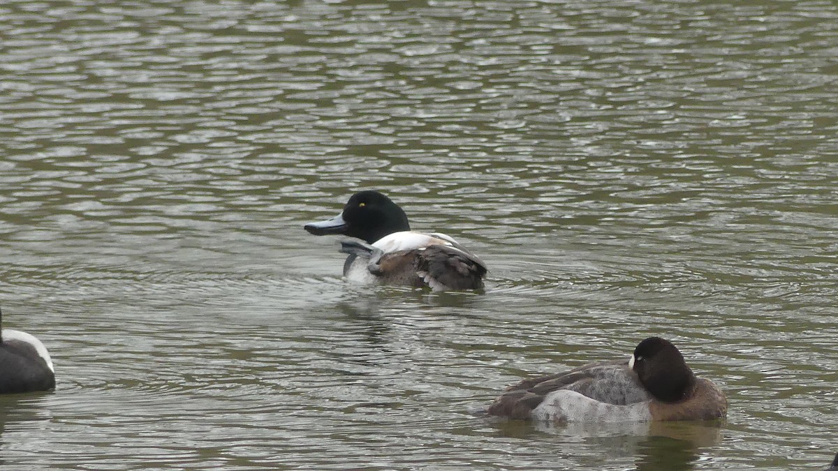 Greater Scaup - ML615213244