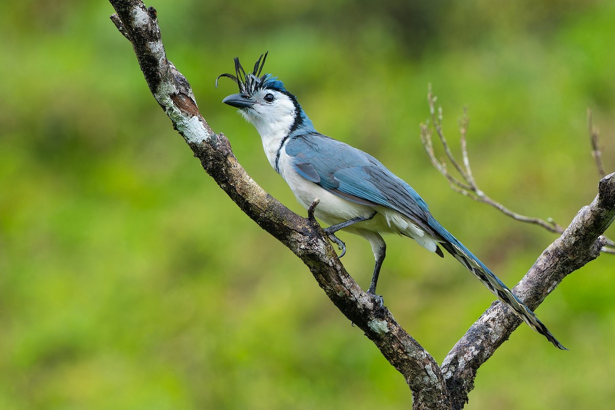 White-throated Magpie-Jay - ML615213265