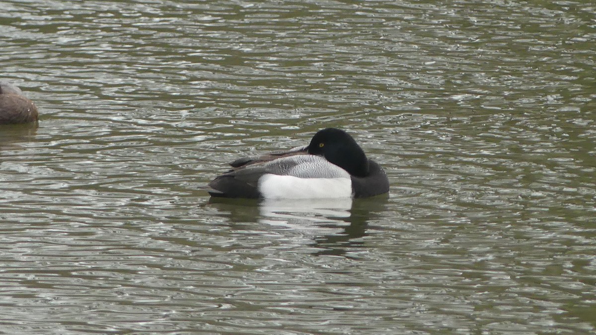 Greater Scaup - ML615213308