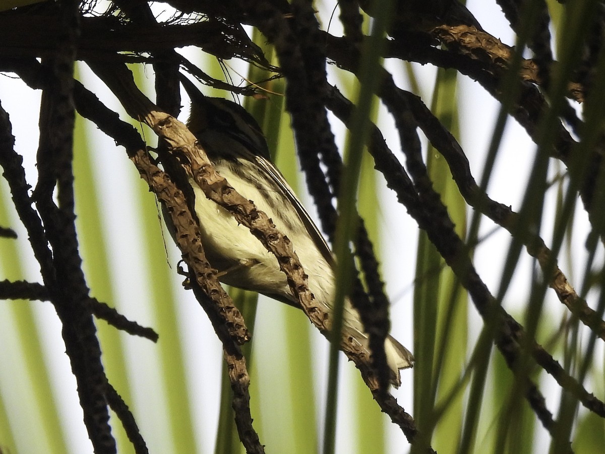 Yellow-throated Warbler - ML615213309