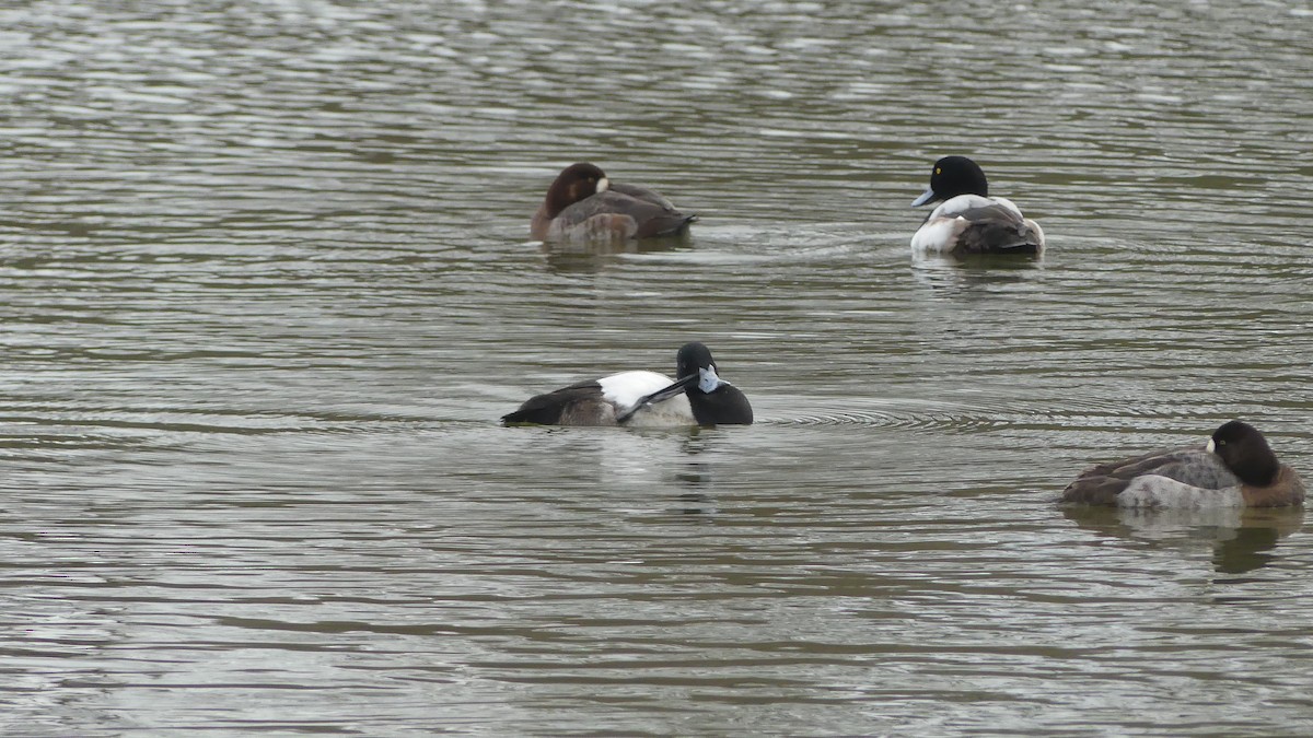 Greater Scaup - ML615213353