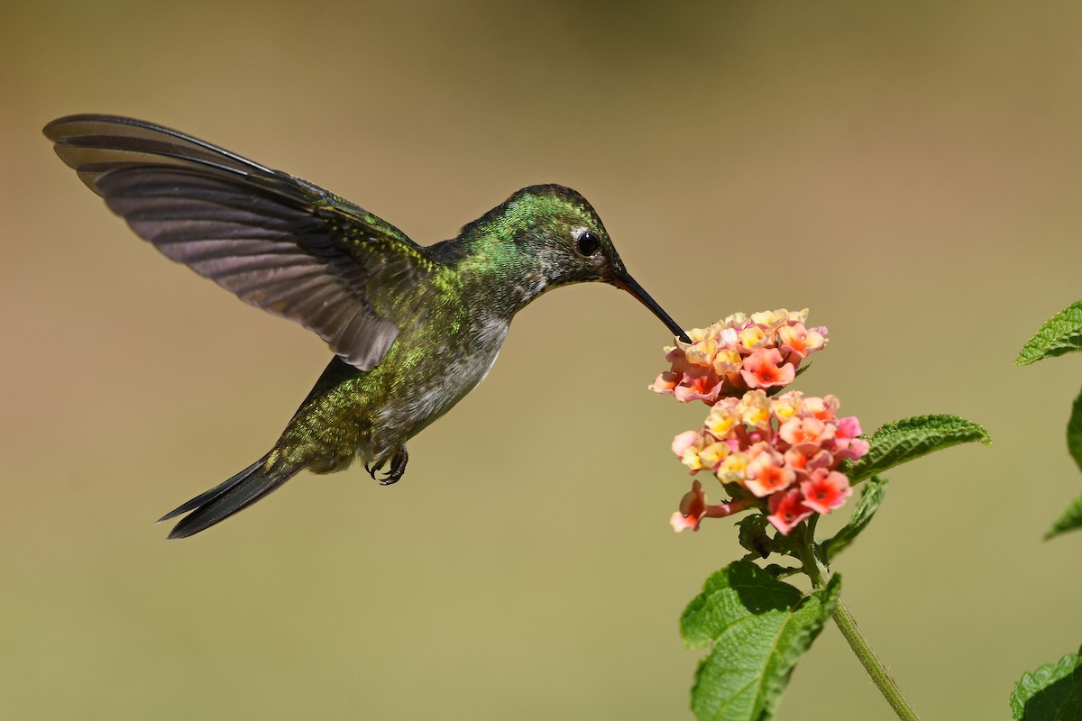 kolibřík pestrý - ML615213363