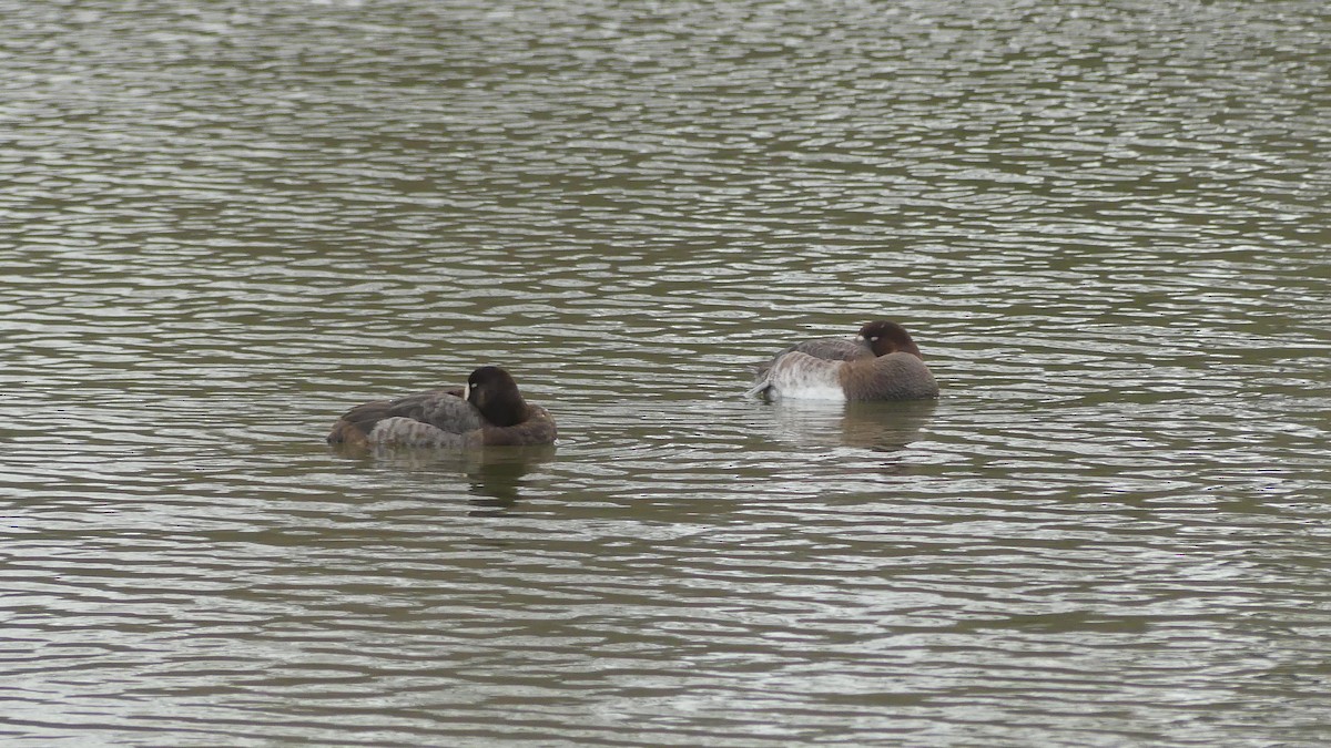 Greater Scaup - ML615213390