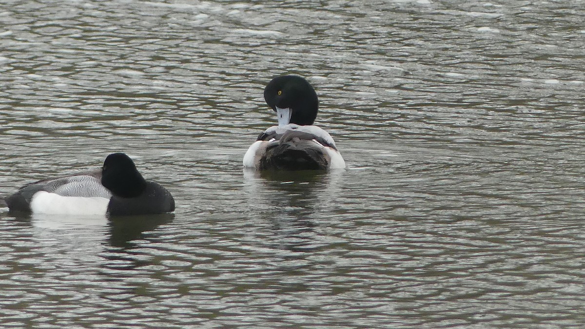 Greater Scaup - ML615213413