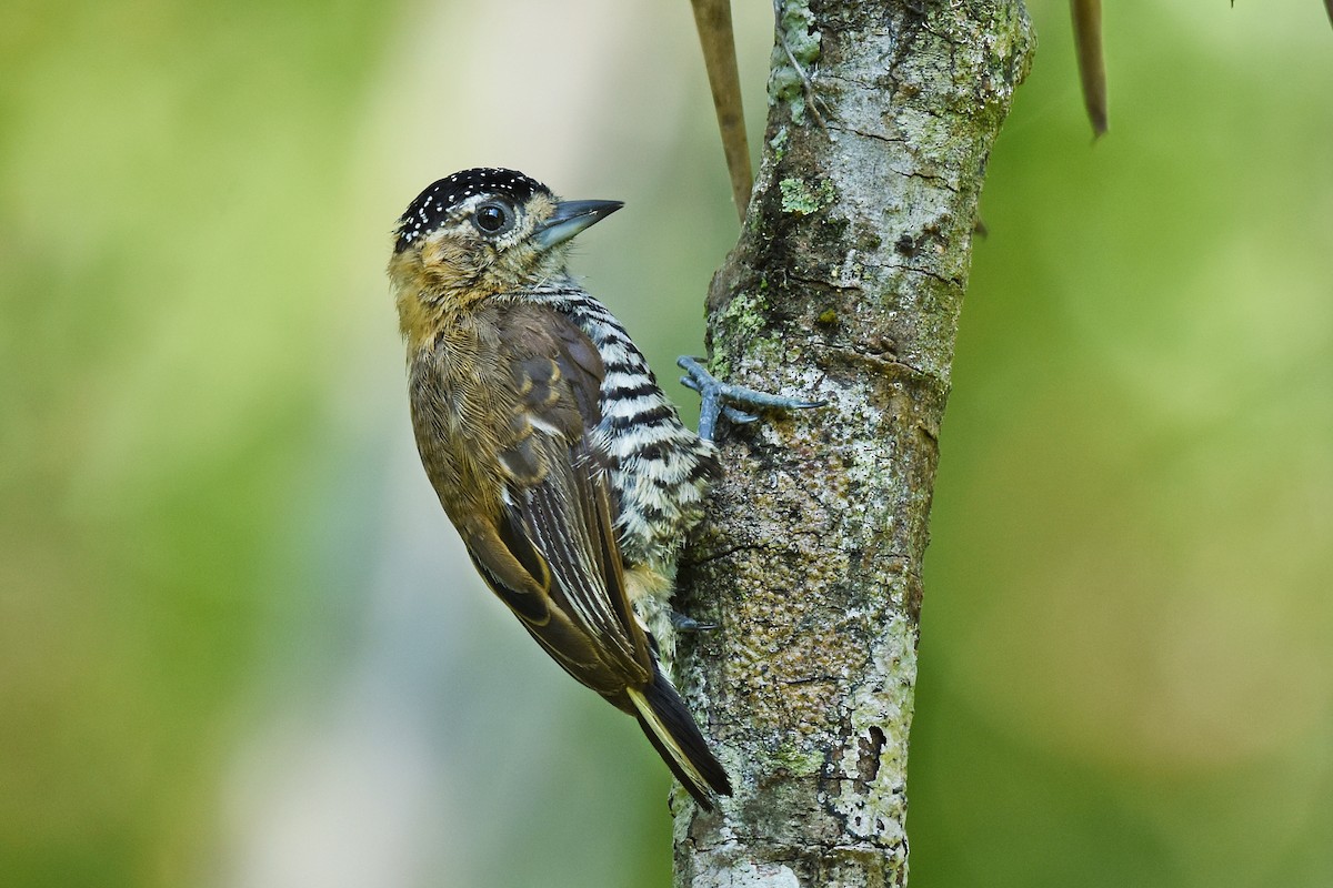 Ochre-collared Piculet - ML615213428