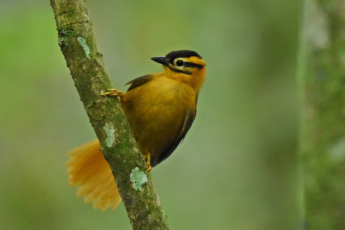 Black-capped Foliage-gleaner - Guilherme  Willrich