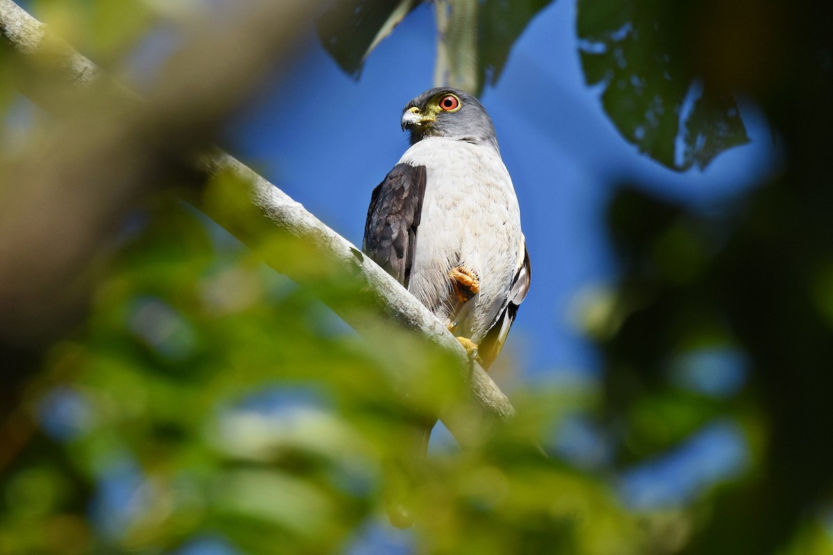 Rufous-thighed Kite - Guilherme  Willrich