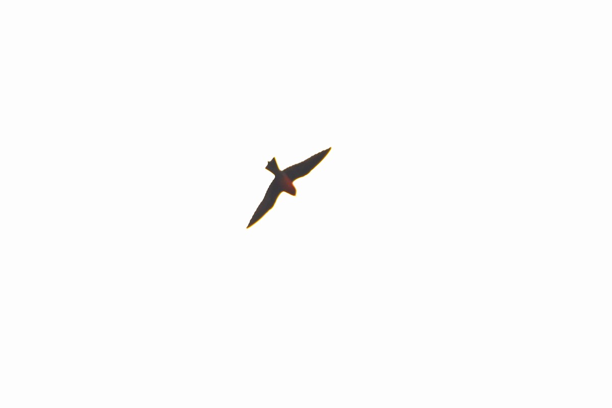 Rosy Bee-eater - ML615213532