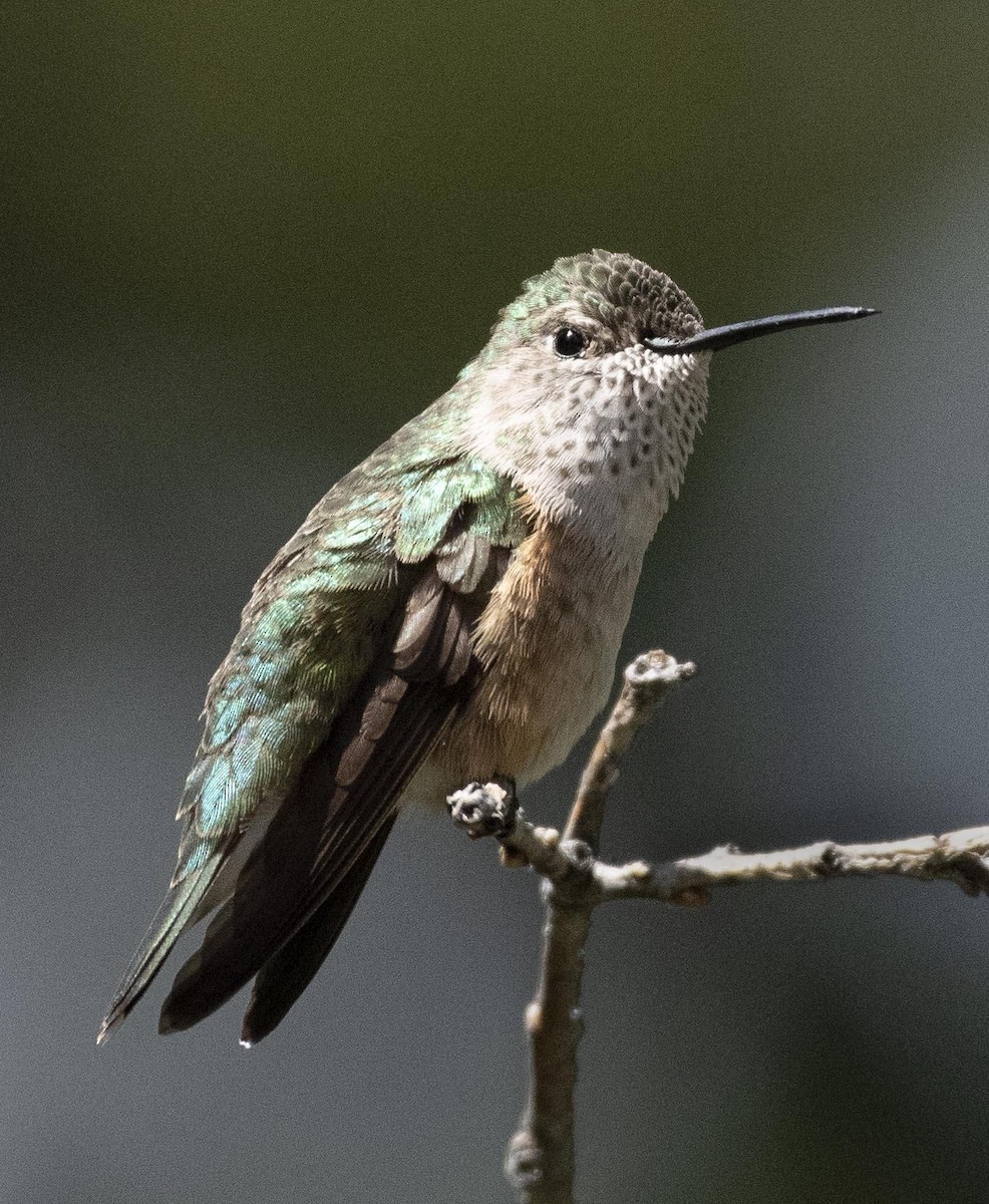 Broad-tailed Hummingbird - Leslie Holzmann