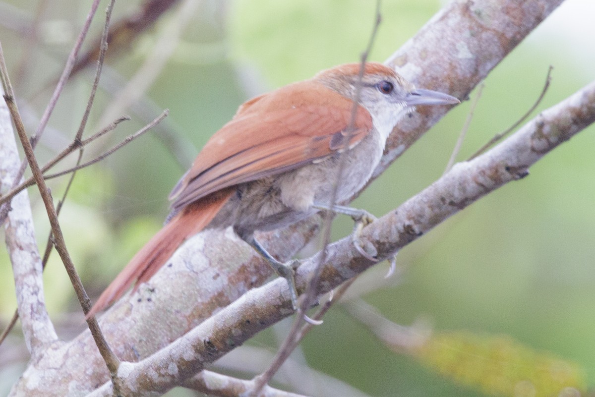 Red-and-white Spinetail - ML615213612