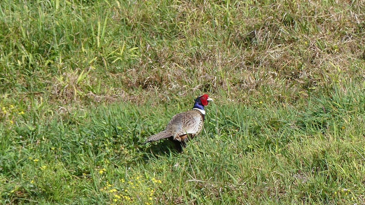 Ring-necked Pheasant - ML615213656