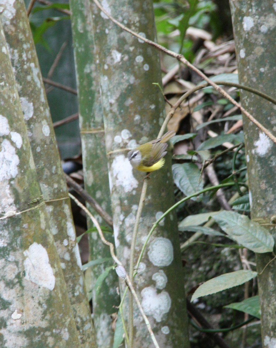 Yellow-bellied Warbler - ML615213781
