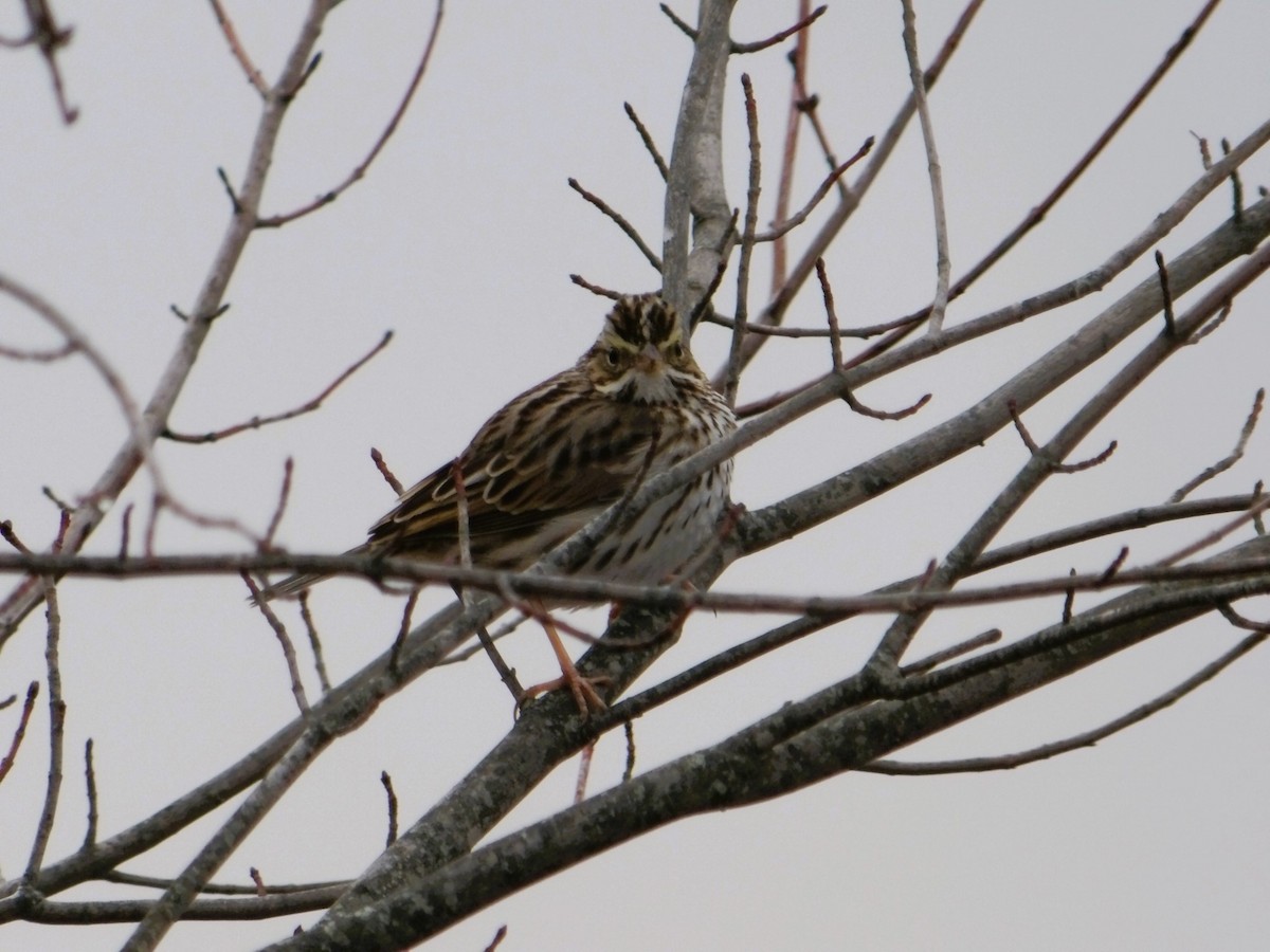 Savannah Sparrow - ML615213796