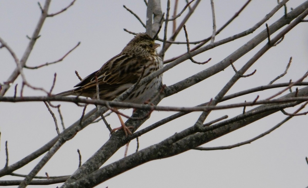 Savannah Sparrow - ML615213797