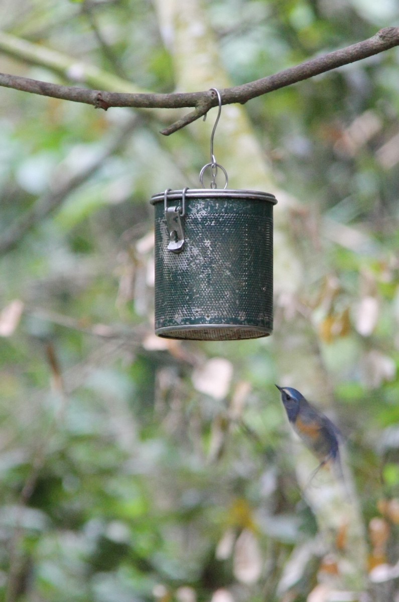 Red-flanked Bluetail - ML615213801