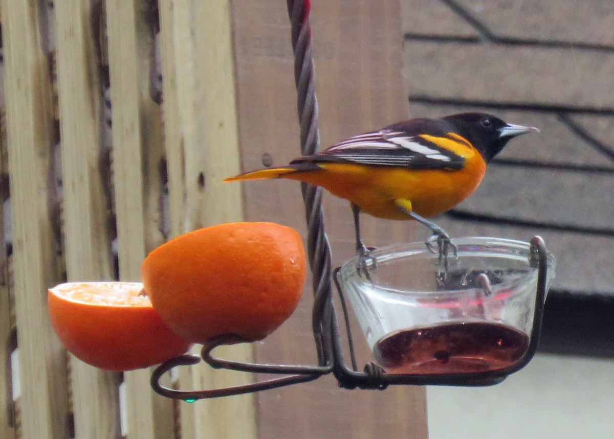 eBird Checklist 23 Feb 2024 Lake Elkhorn 14 species