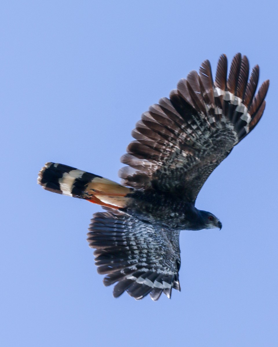 Crane Hawk (Blackish) - ML615213911