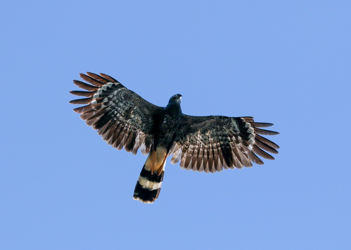 Crane Hawk (Blackish) - ML615213912