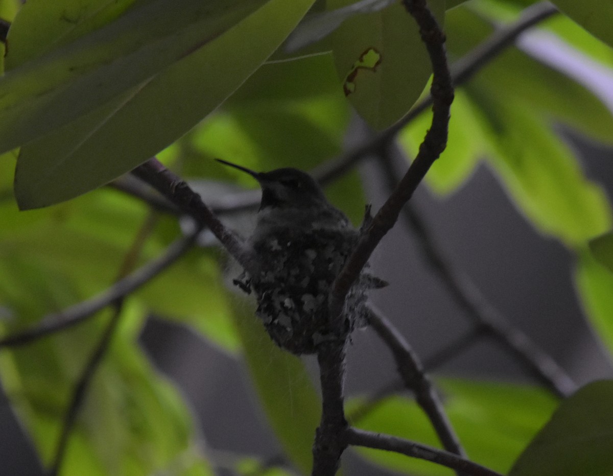 Anna's Hummingbird - ML615213951