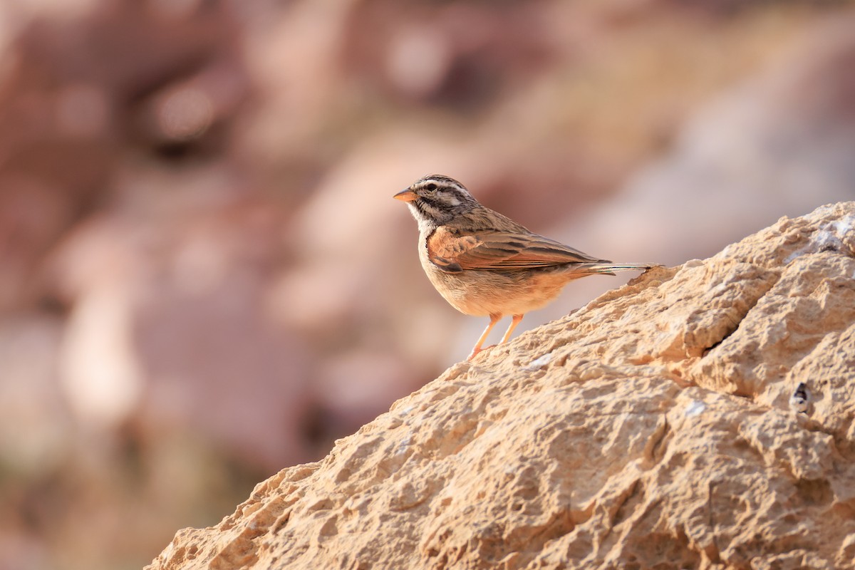 Striolated Bunting - ML615213962