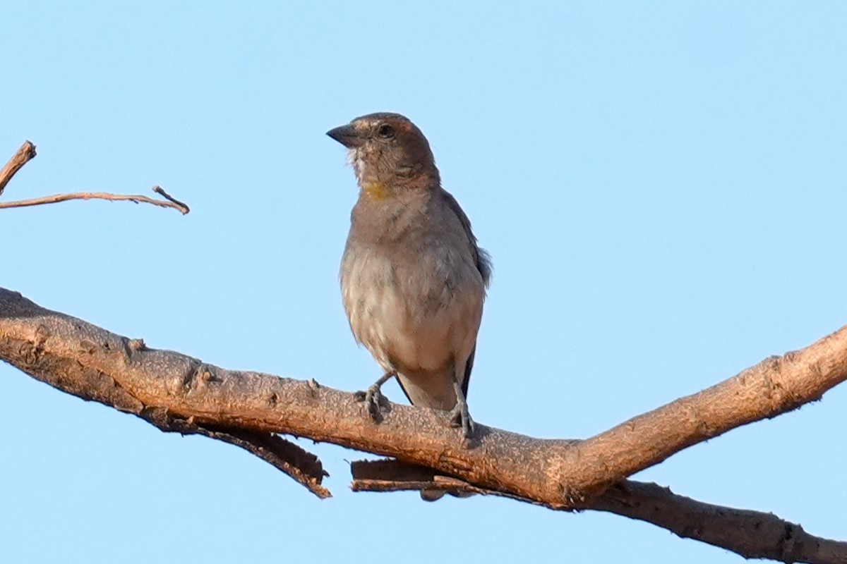 Sahel Bush Sparrow - ML615214166