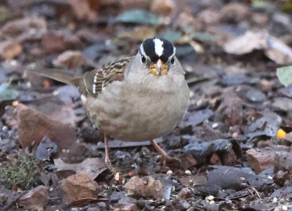White-crowned Sparrow (Yellow-billed) - ML615214241