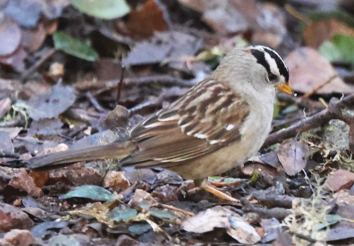 White-crowned Sparrow (Yellow-billed) - ML615214243