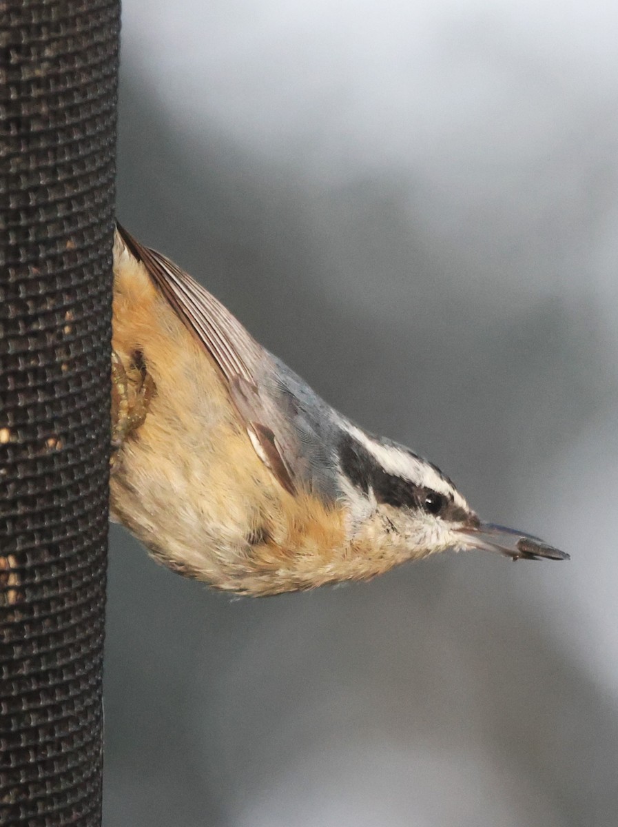 Red-breasted Nuthatch - ML615214269