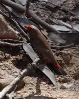 Painted Firetail - ML615214397
