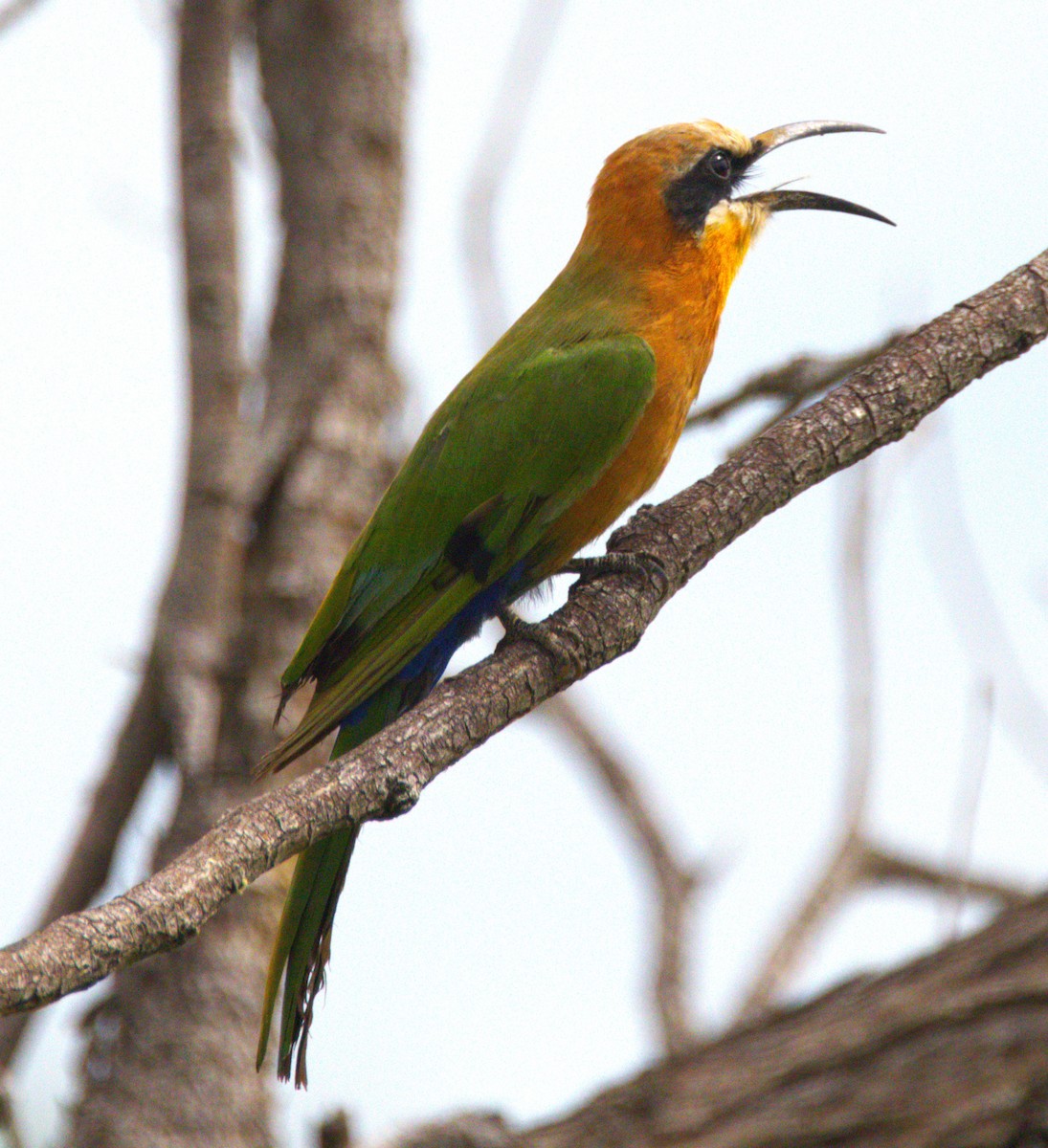 White-fronted Bee-eater - ML615214468