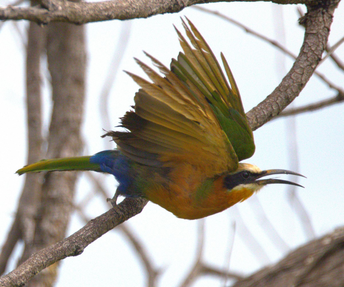 White-fronted Bee-eater - ML615214479