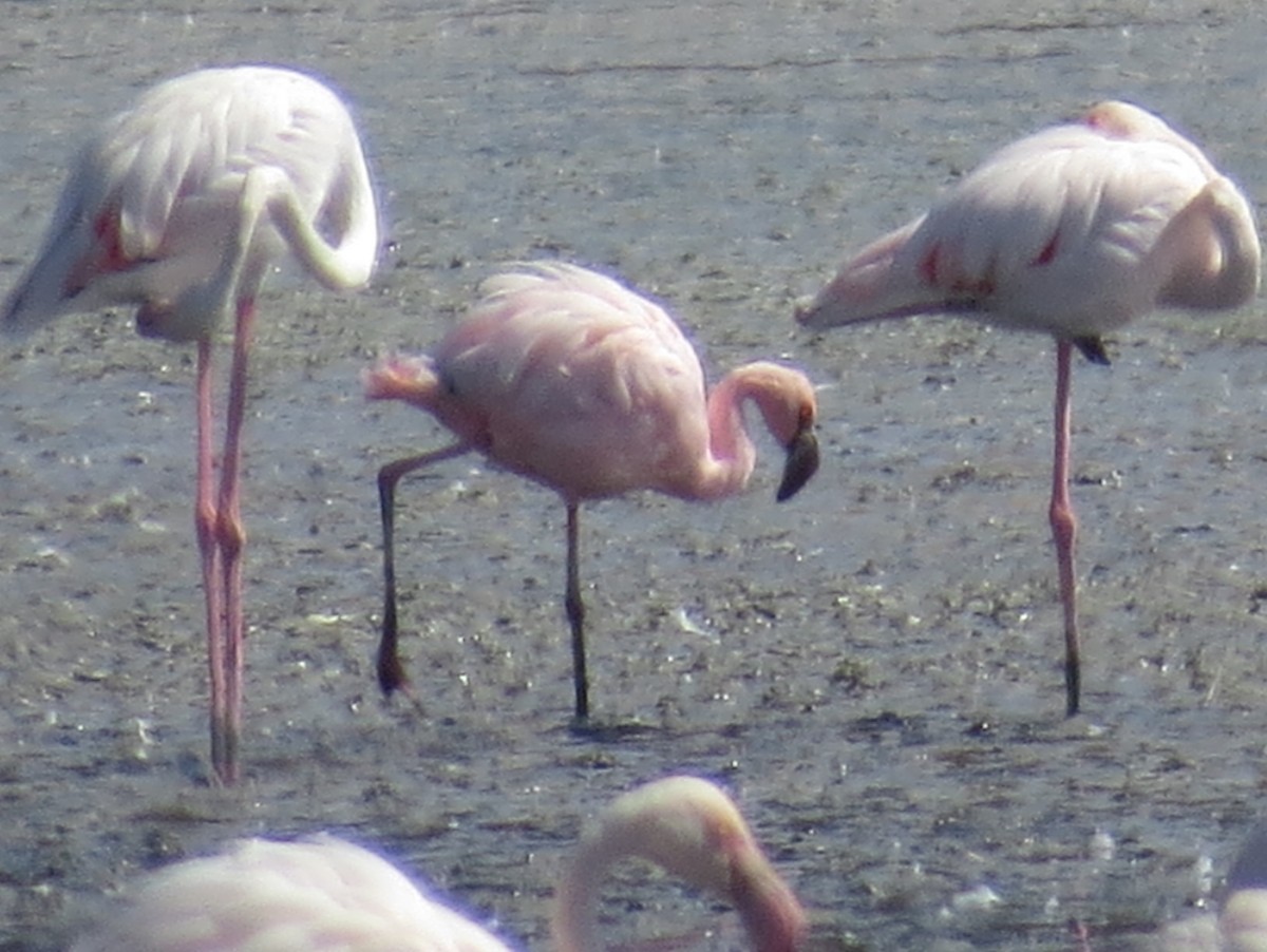 Lesser Flamingo - ML615214635