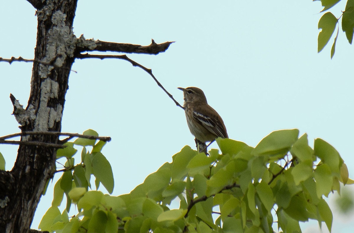 Red-backed Scrub-Robin (Red-backed) - ML615214684