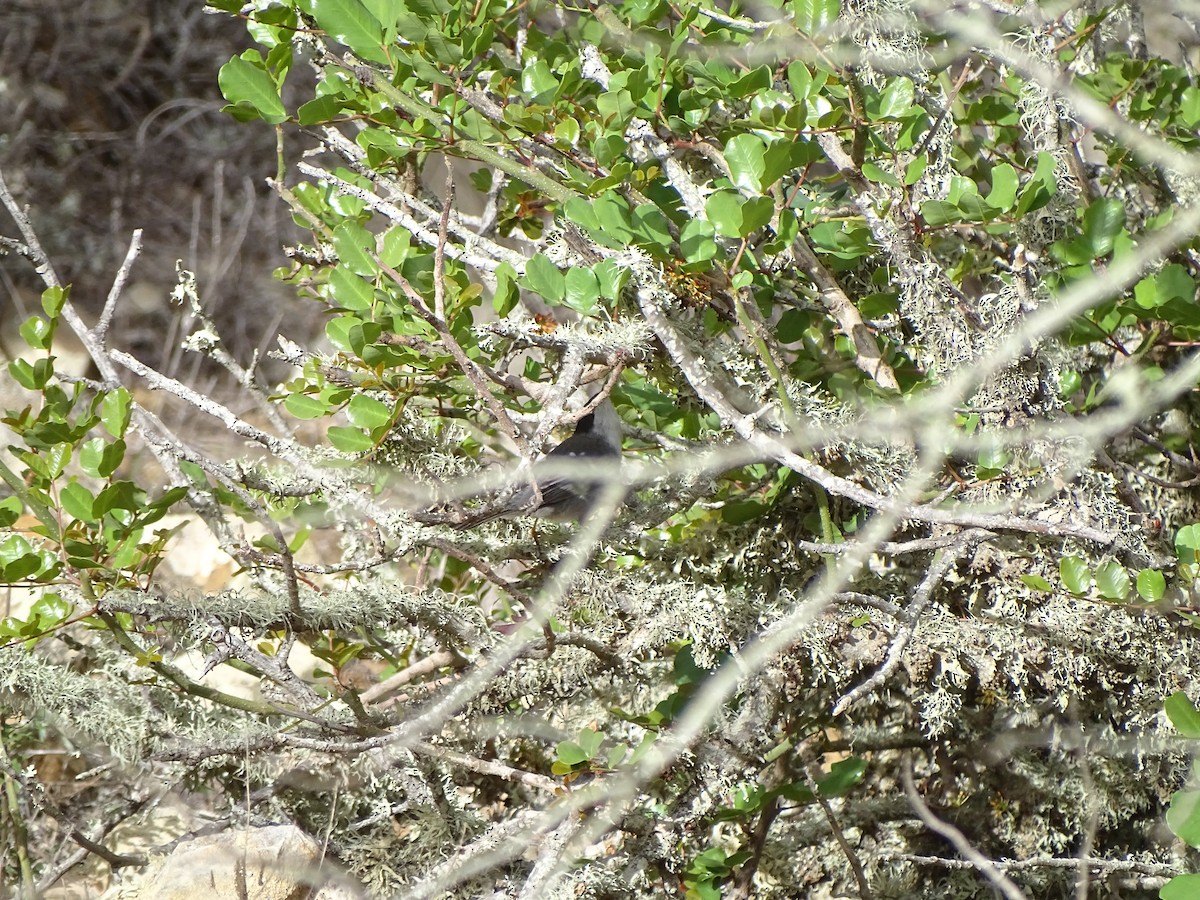 Sardinian Warbler - ML615214821