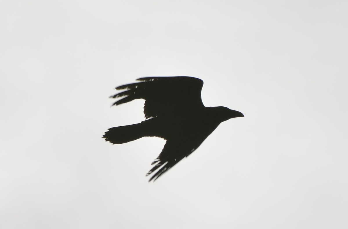 Common Raven - ML615214831