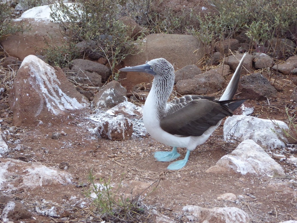 Blue-footed Booby - ML615214907