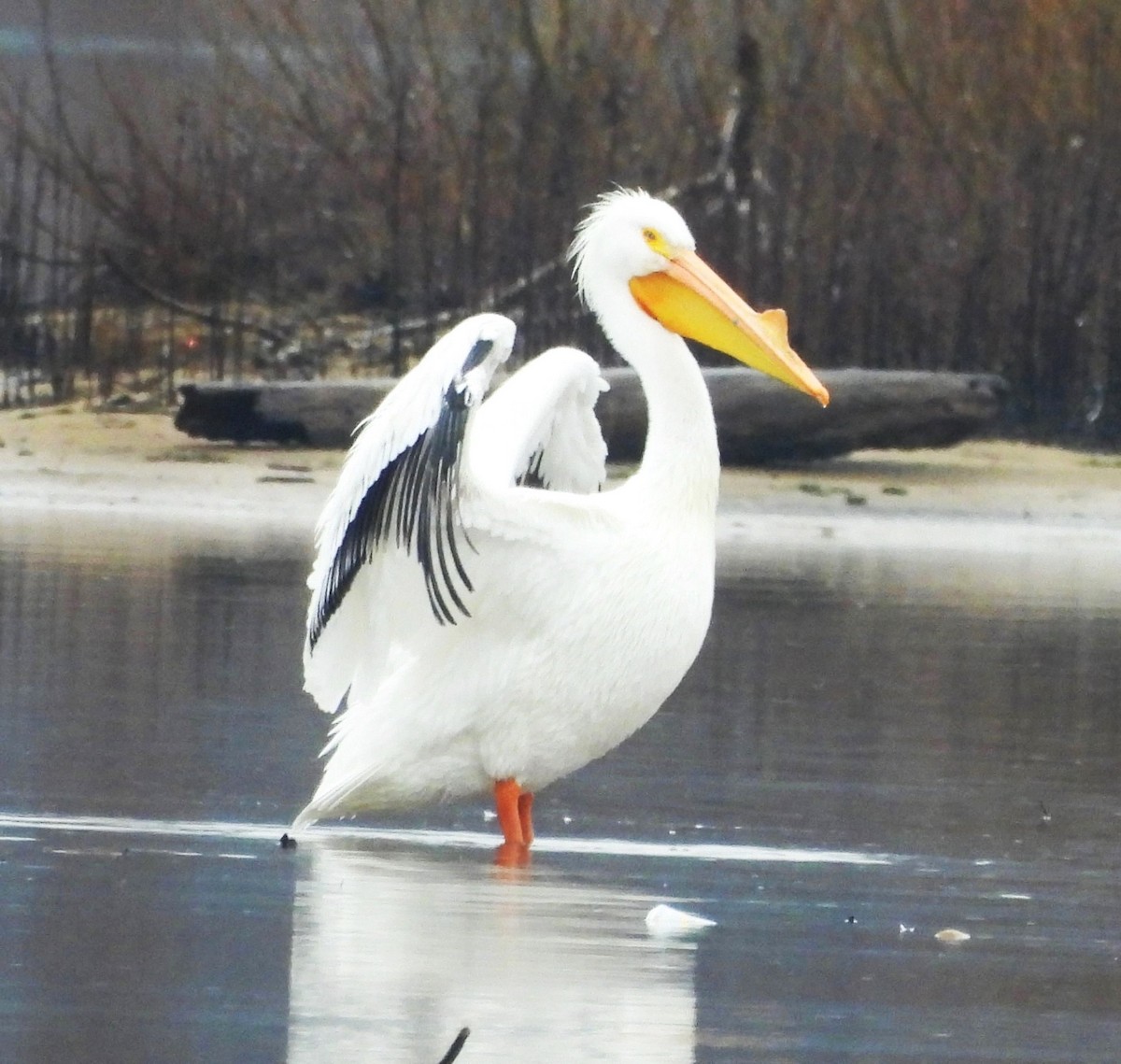 pelikán severoamerický - ML615214995