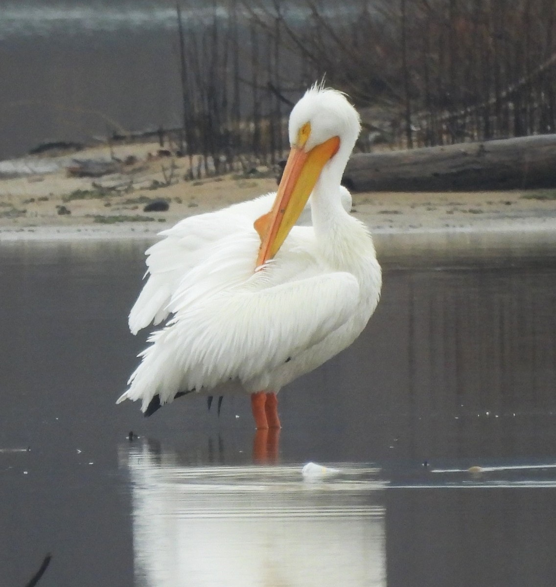 American White Pelican - ML615215001