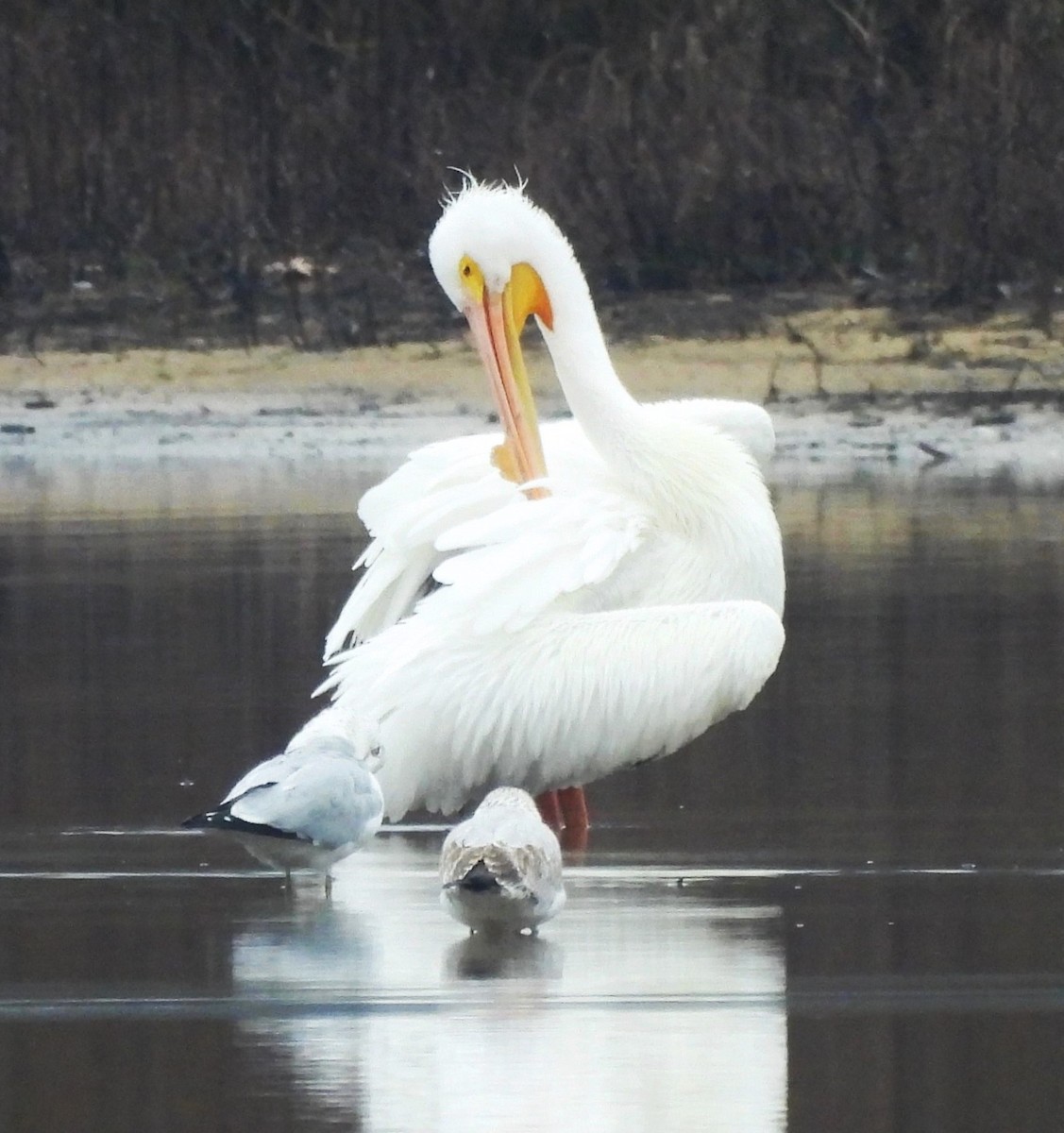 pelikán severoamerický - ML615215003