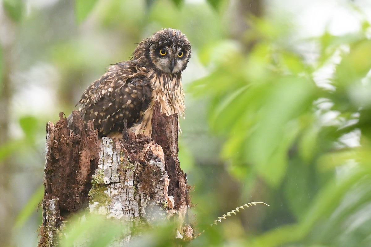 Short-eared Owl (Galapagos) - ML615215010